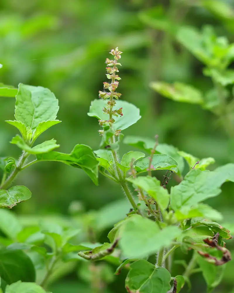Tulsi (holy basil) leaves and a flower spike