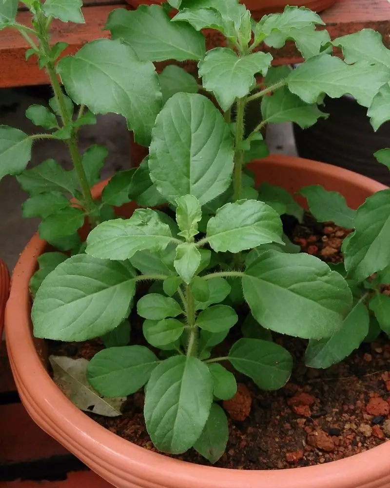 A tulsi plant growing in a terracotta pot